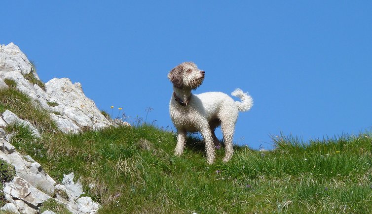 AT latemar sentiero x rifugio torre di pisa cane hund