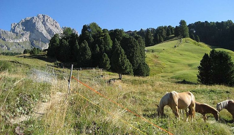 pferde bei gamsblut huette st christina