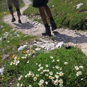 Groeden St Christina Col Raiser Sass Rigais Manfindeteineeinzigartige Blumenlandschaftmitvielen Farbenund Geruechenvor