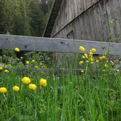 Annatal Butterblumen