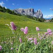 blumenwiese fruehling seiser alm und schlern