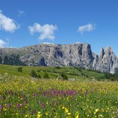 blumenwiese fruehling seiser alm und schlern