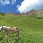 haflinger pferde seiser alm und rosszaehne