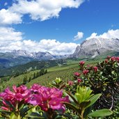 seiser alm alpenrosen