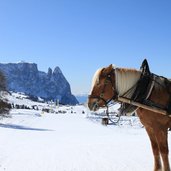 Skigebiet Seiser Alm Pferd Kutsche Schnee Schlern