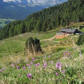 gamsblut huette und wiese mit herbstzeitlosen