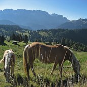 pferde bei gamsblut huette st christina