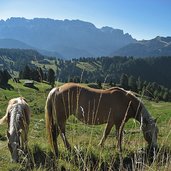 pferde bei gamsblut huette st christina