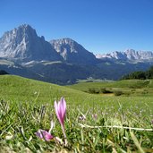 herbstzeitlosen groeden bei st christina sangon dahinter langkofelgruppe