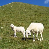 schafe bei rifugio stevia huette