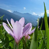 herbstzeitlosen vor geislergruppe groeden