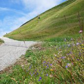 glockenblumen auf seceda wiesen