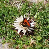 schmetterling auf distel