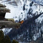 kreuzschnabel vogel winter