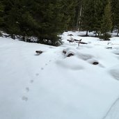 jendertal groeden spuren im schnee