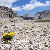 papavero delle alpi presso forcella d antersass