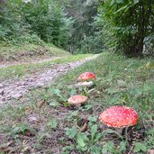 weg nr und freins lajen fliegenpilze