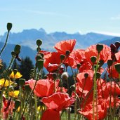 Herbstblumen Mohn Seiser Alm