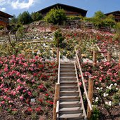 Panorama Rosarium Uhrerhof x