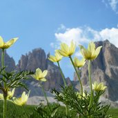 RS anemonen plattkofel grohmannspitze fuenffingerspitze langkofeleck