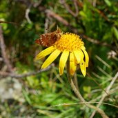 RS schmetterling auf arnika