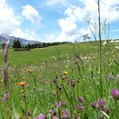 RS seiser alm bei monte piz blumenwiesen im juni