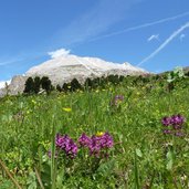 RS seiser alm blumenwiese zallinger plattkofel