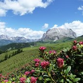 RS seiser alm alpenrosen plattkofel