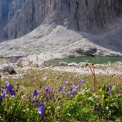 RS glockenblumen bei pisciadu see