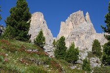 alpenrosen unter dem langkofel 