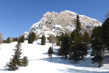 RS stevia im winter