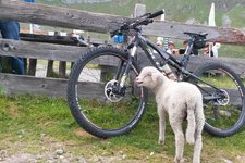 RS Alm Schaf Mountainbike