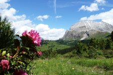 RS seiser alm plattkofel alpenrosen