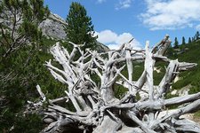 baum skelett wurzeln entwurzelt