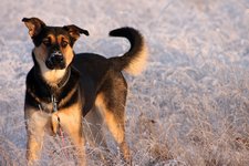 Hund Schnee nana ne pixabay cc publicdomain