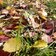 herbstlaub farbige blaetter