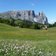 RS blumenwiese fruehling seiser alm und schlern