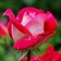 Rosarium