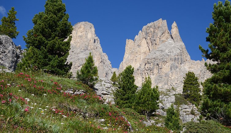 alpenrosen unter dem langkofel 