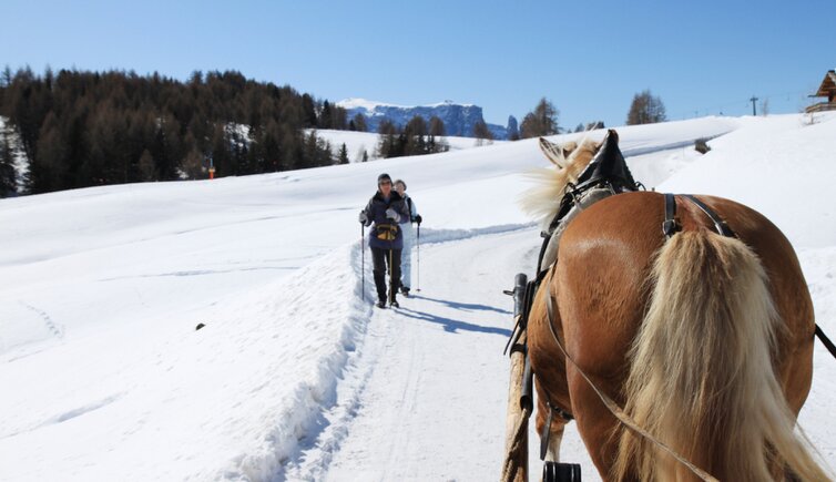 Skigebiet Seiser Alm Pferd Kutsche Schnee