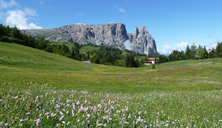 RS blumenwiese fruehling seiser alm und schlern