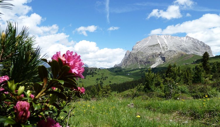 RS seiser alm plattkofel alpenrosen