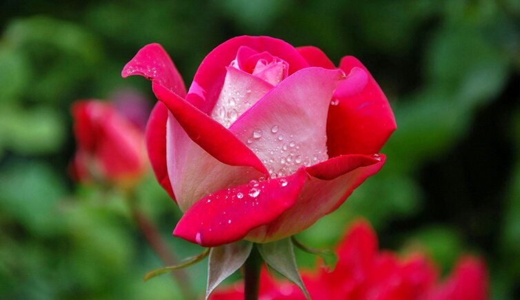 Rosarium