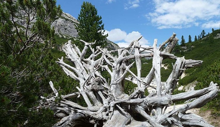 baum skelett wurzeln entwurzelt