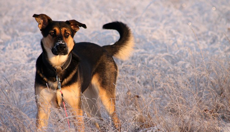 Hund Schnee nana ne pixabay cc publicdomain